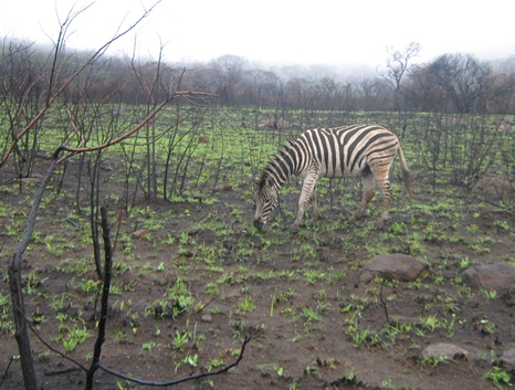 Safari Hluhluwe park- Zebra